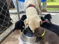 Onyx, a male Labrador Retriever for sale in Ward, AR – 7 of 10