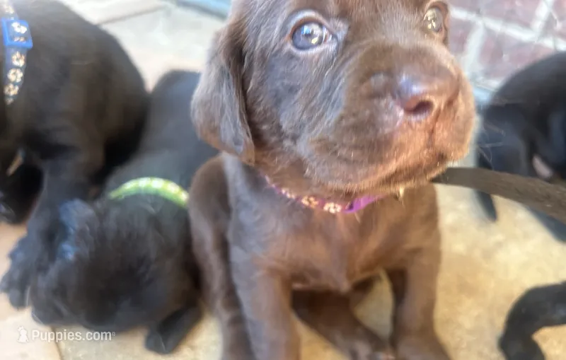 Mocha – Labrador Retriever puppy for sale in Ward, AR