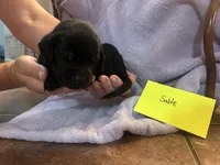 Sable, a female Labrador Retriever for sale in Ward, AR – 2 of 10