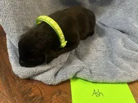 Ash, a male Labrador Retriever for sale in Ward, AR – 5 of 9