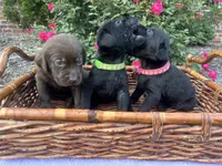 Penny, a female Labrador Retriever for sale in Ward, AR – 4 of 10