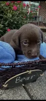 Alfie, a male Labrador Retriever for sale in Ward, AR – 3 of 10