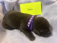 Mocha, a female Labrador Retriever for sale in Ward, AR – 3 of 10
