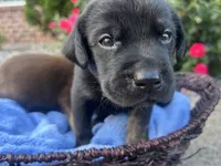 Ash, a male Labrador Retriever for sale in Ward, AR – 2 of 9