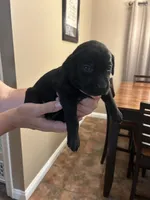 Phoebe, a female Labrador Retriever for sale in Ward, AR – 3 of 10