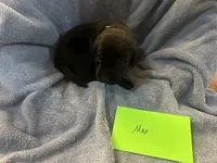 Max, a male Labrador Retriever for sale in Ward, AR – 7 of 10