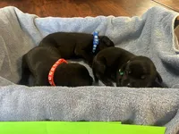 Onyx, a male Labrador Retriever for sale in Ward, AR – 5 of 10