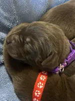 Mocha, a female Labrador Retriever for sale in Ward, AR – 2 of 10
