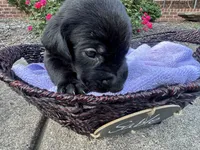 Sable, a female Labrador Retriever for sale in Ward, AR – 8 of 10
