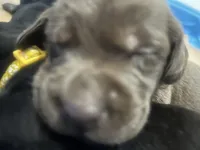 Penny, a female Labrador Retriever for sale in Ward, AR – 7 of 10