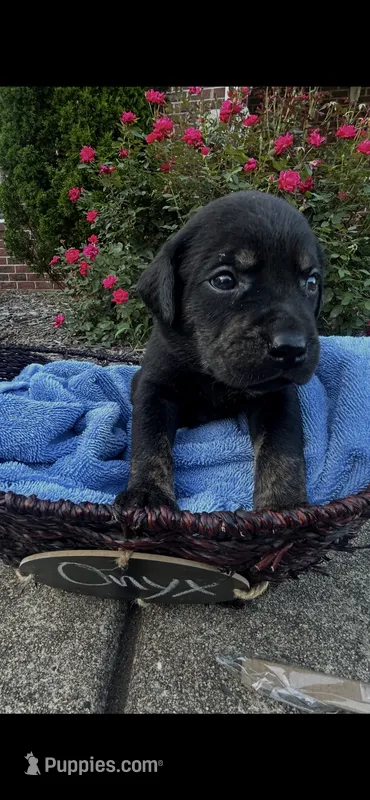 Onyx – Labrador Retriever puppy for sale in Ward, AR