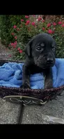 Onyx, a male Labrador Retriever for sale in Ward, AR – 1 of 10
