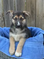 Ms. Sweetheart, a female German Shepherd Dog for sale in Portland, OR – 4 of 9
