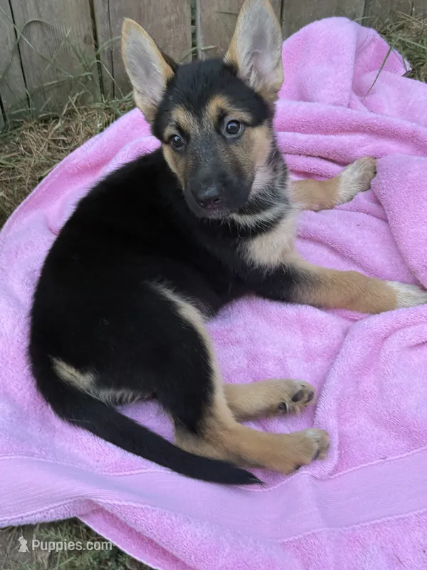 Ms. Adorable  – German Shepherd Dog puppy for sale in Portland, OR