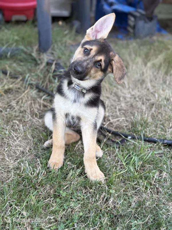 Ms. cuddles – German Shepherd Dog puppy for sale in Portland, OR