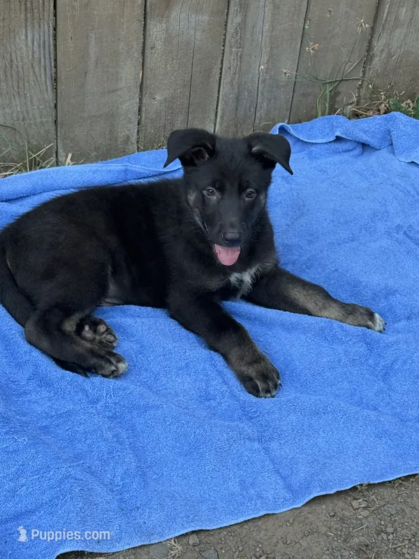 Mr. Adventure – German Shepherd Dog puppy for sale in Portland, OR