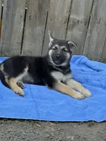 Ms. Adorable , a female German Shepherd Dog for sale in Portland, OR – 4 of 9