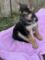 Mr. Sweetheart, a male German Shepherd Dog for sale in Portland, OR – 7 of 9