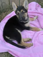 Ms. Sweetheart, a female German Shepherd Dog for sale in Portland, OR – 5 of 9