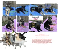 mr gentle, a male German Shepherd Dog for sale in Portland, OR – 9 of 9