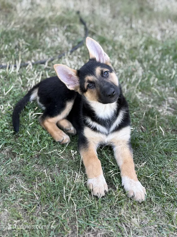 Ms. Adorable  – German Shepherd Dog puppy for sale in Portland, OR