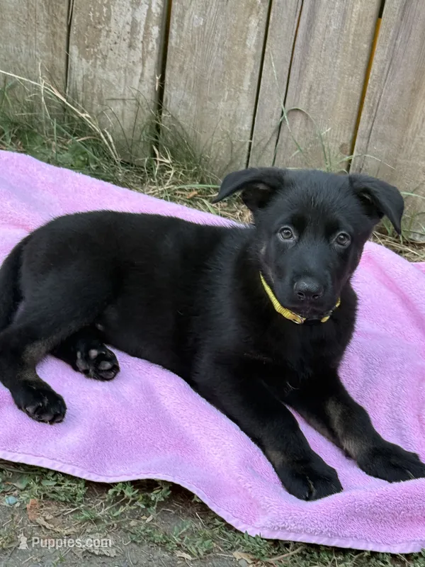 Ms. Sweetheart – German Shepherd Dog puppy for sale in Portland, OR