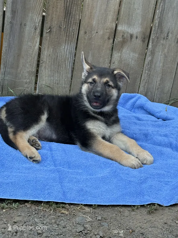 Mr. Sweetheart – German Shepherd Dog puppy for sale in Portland, OR