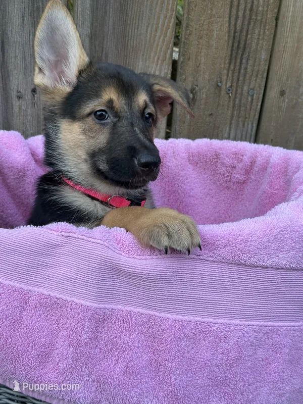 Ms. cuddles – German Shepherd Dog puppy for sale in Portland, OR