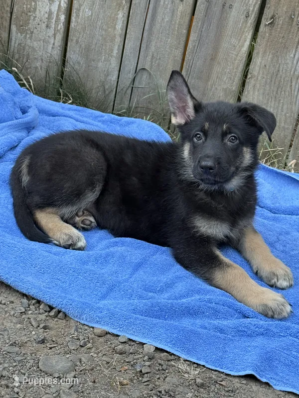 Mr. Personality – German Shepherd Dog puppy for sale in Portland, OR
