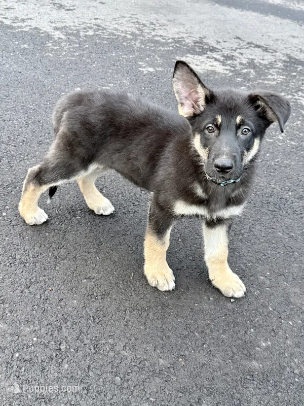 Mr. Personality – German Shepherd Dog puppy for sale in Portland, OR