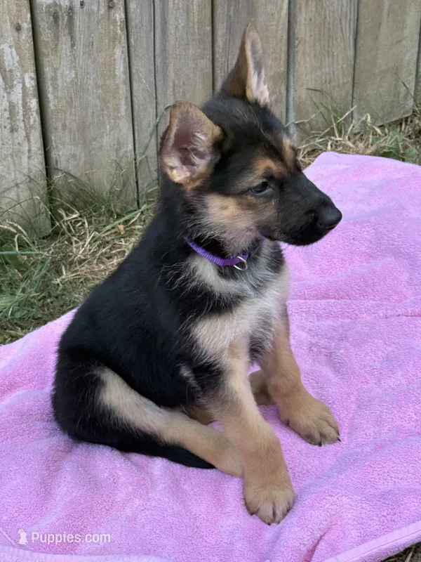 Ms. Sunshine – German Shepherd Dog puppy for sale in Portland, OR