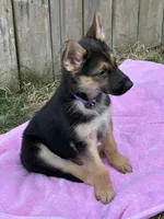 Ms. Sunshine, a female German Shepherd Dog for sale in Portland, OR – 1 of 9