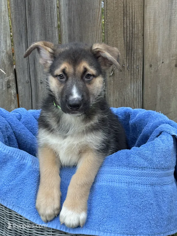 mr gentle – German Shepherd Dog puppy on hold in Portland, OR