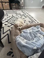 Onyx, a male Goldendoodle for sale in Spring Hill, FL – Photo 4 of 4