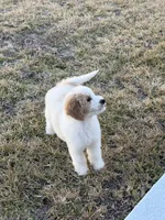 Onyx, a male Goldendoodle for sale in Spring Hill, FL – Photo 2 of 4