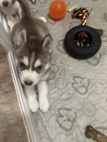 Alastor, a male Siberian Husky for sale in Lakeland, FL – 3 of 5