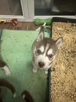Alastor, a male Siberian Husky for sale in Lakeland, FL – 5 of 5
