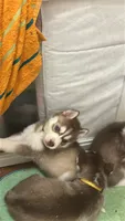 Aries, a female Siberian Husky for sale in Lakeland, FL – 2 of 4