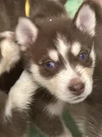 Leia, a female Siberian Husky for sale in Lakeland, FL – 3 of 4