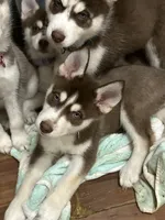 Leia, a female Siberian Husky for sale in Lakeland, FL – 5 of 8