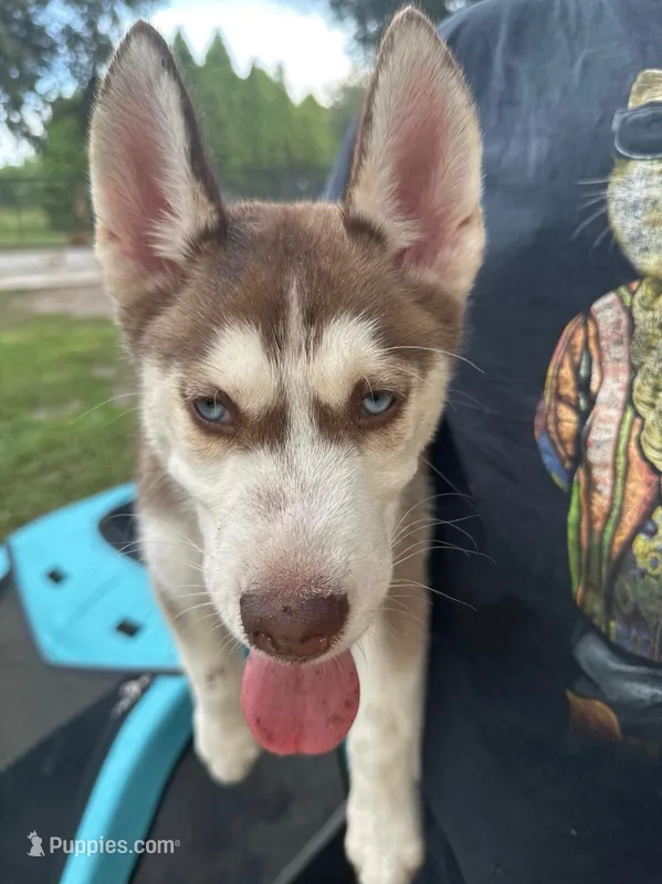 Alastor – Siberian Husky puppy for sale in Lakeland, FL