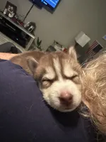 Tundra, a female Siberian Husky for sale in Lakeland, FL – 3 of 3