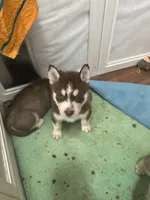 Leia, a female Siberian Husky for sale in Lakeland, FL – 2 of 4