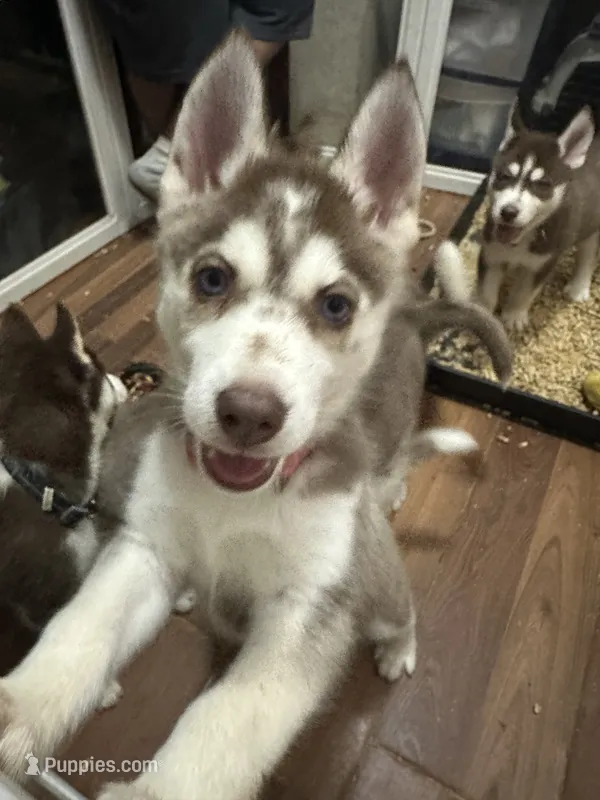 Aries – Siberian Husky puppy for sale in Lakeland, FL