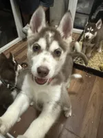 Aries, a female Siberian Husky for sale in Lakeland, FL – 1 of 6