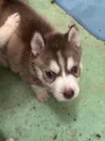 Tundra, a female Siberian Husky for sale in Lakeland, FL – 2 of 3
