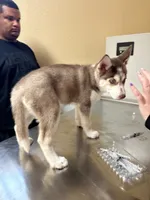 Aries, a female Siberian Husky for sale in Lakeland, FL – 5 of 6