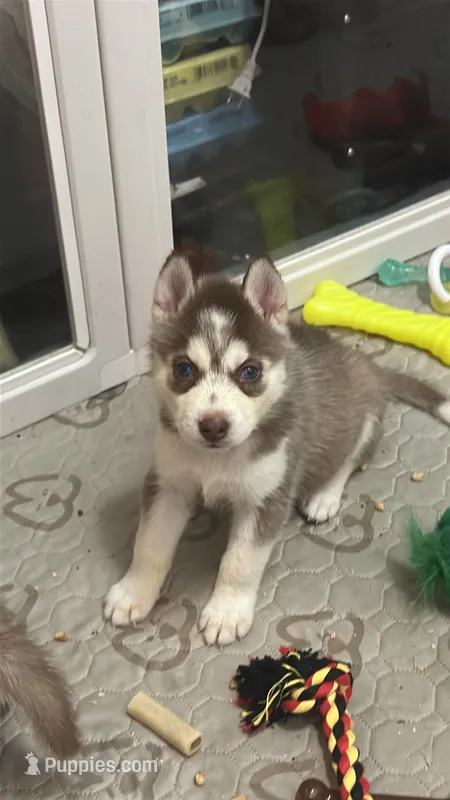 Aries – Siberian Husky puppy for sale in Lakeland, FL