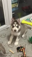 Aries, a female Siberian Husky for sale in Lakeland, FL – 1 of 4