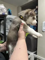 Alastor, a male Siberian Husky for sale in Lakeland, FL – 4 of 5
